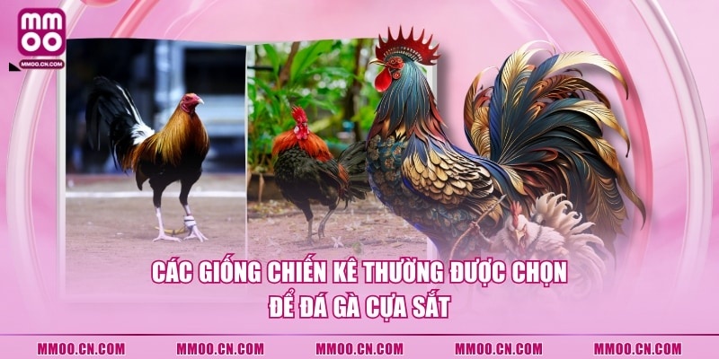 Đá Gà Cựa Sắt - Hình Thức Thi Đấu Chọi Kê Hot Nhất 2026 - defapo