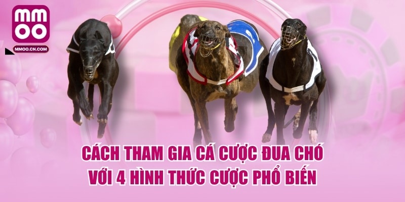 Cách Tham Gia Cá Cược Đua Chó Với 4 Hình Thức Cược Phổ Biến - defapo