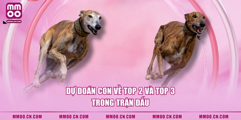 Cách Tham Gia Cá Cược Đua Chó Với 4 Hình Thức Cược Phổ Biến - defapo