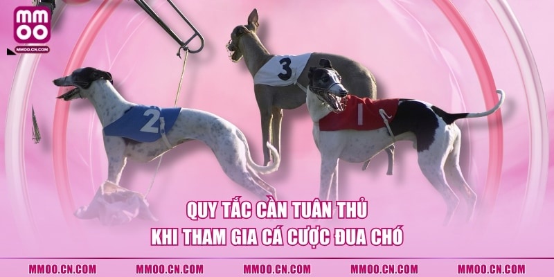 Cách Tham Gia Cá Cược Đua Chó Với 4 Hình Thức Cược Phổ Biến - defapo