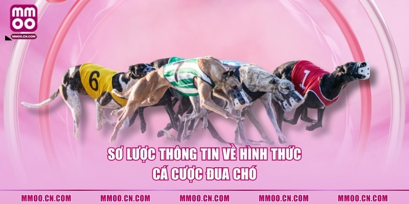 Cách Tham Gia Cá Cược Đua Chó Với 4 Hình Thức Cược Phổ Biến - defapo