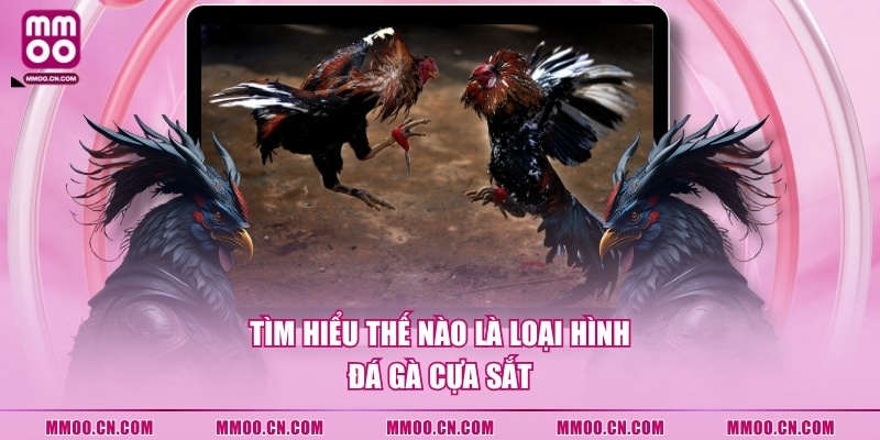 Đá Gà Cựa Sắt - Hình Thức Thi Đấu Chọi Kê Hot Nhất 2026 - defapo